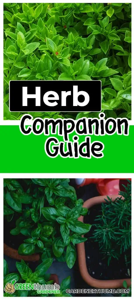 what herbs can be plant together