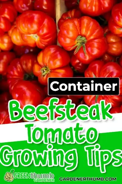 beefsteak tomatoes