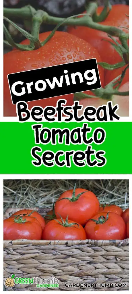 Growing beefsteak tomatoes in containers