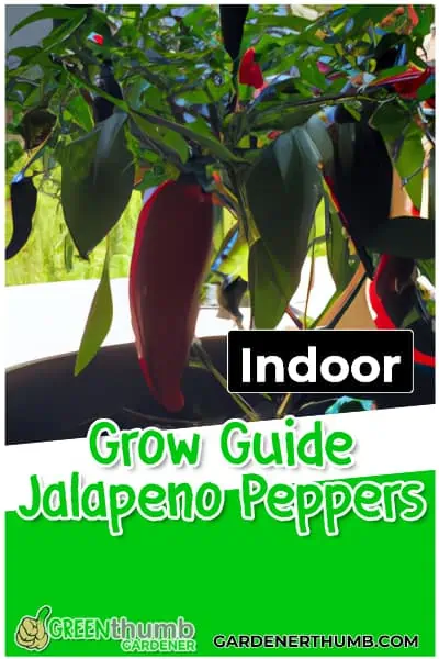 indoor jalapeno growing