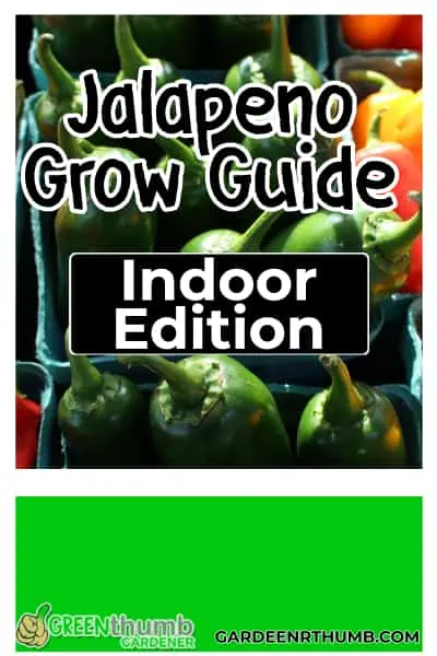 growing indoor jalapenos