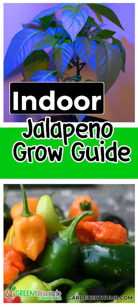 jalapeno grow guide for indoor